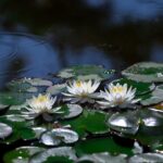 蓮の花