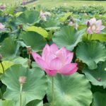 霞ヶ浦の蓮