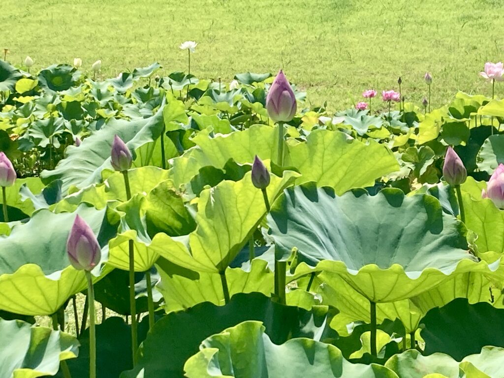 土浦の蓮