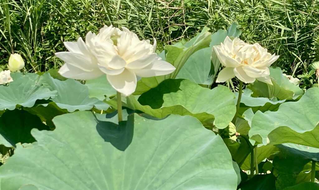 白い蓮の花