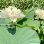 白い蓮の花